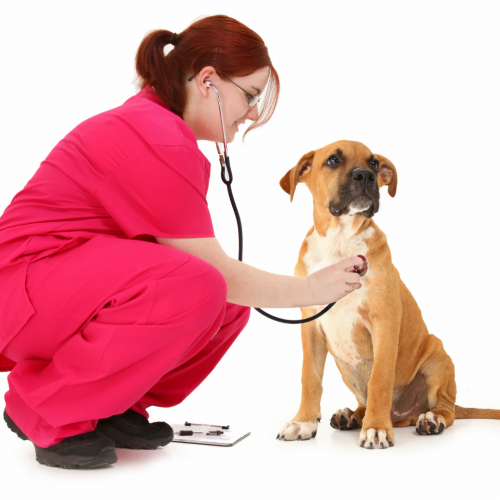 Consulta veterinario